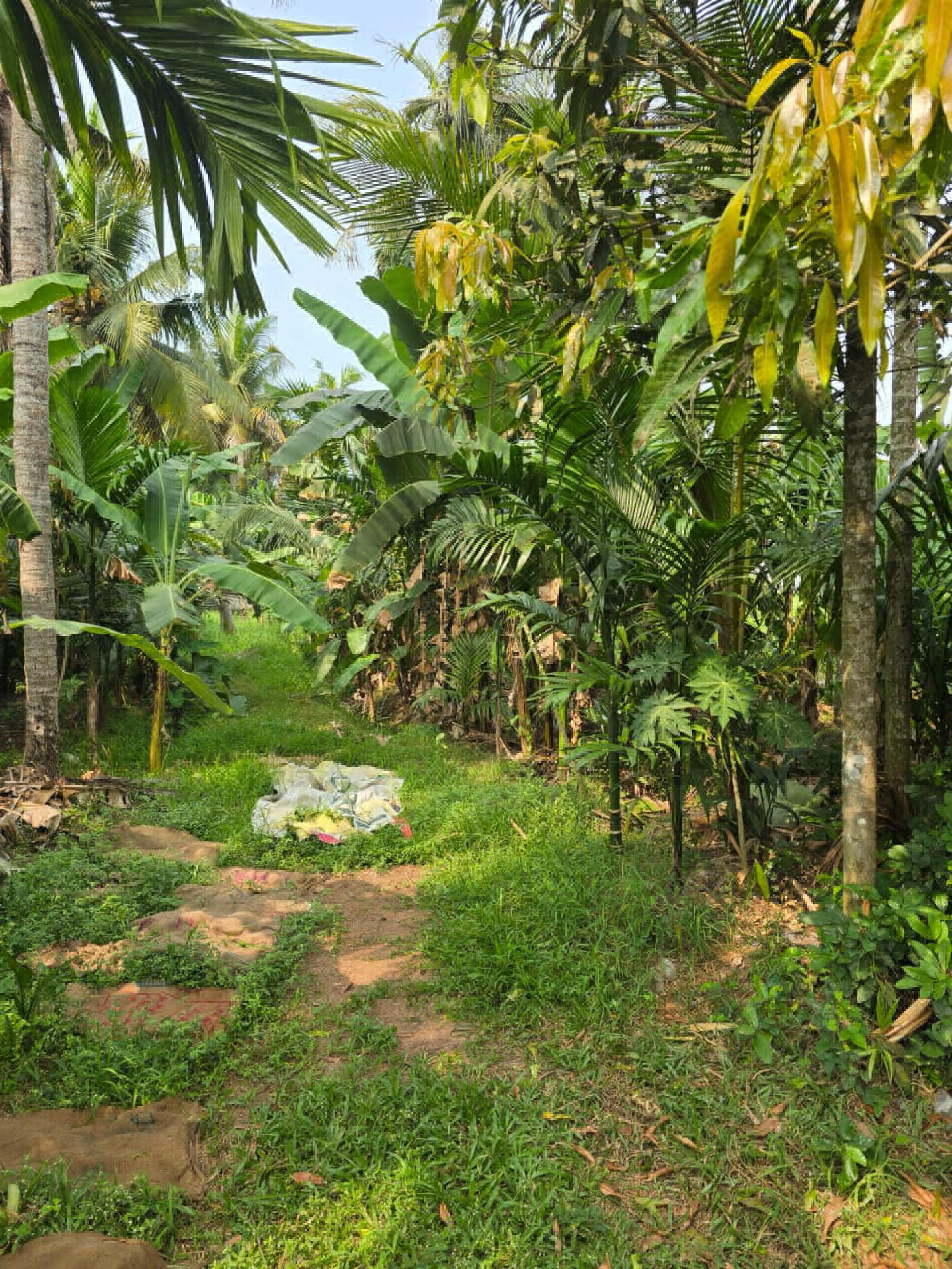 Land / House Plot for sale at Irumpanam, Thrippunithura, Ernakulam, Kochi, Kerala, 682309, India
