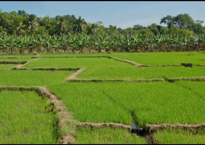 Agricultural Plot for sale at Vallom, Perumbavoor